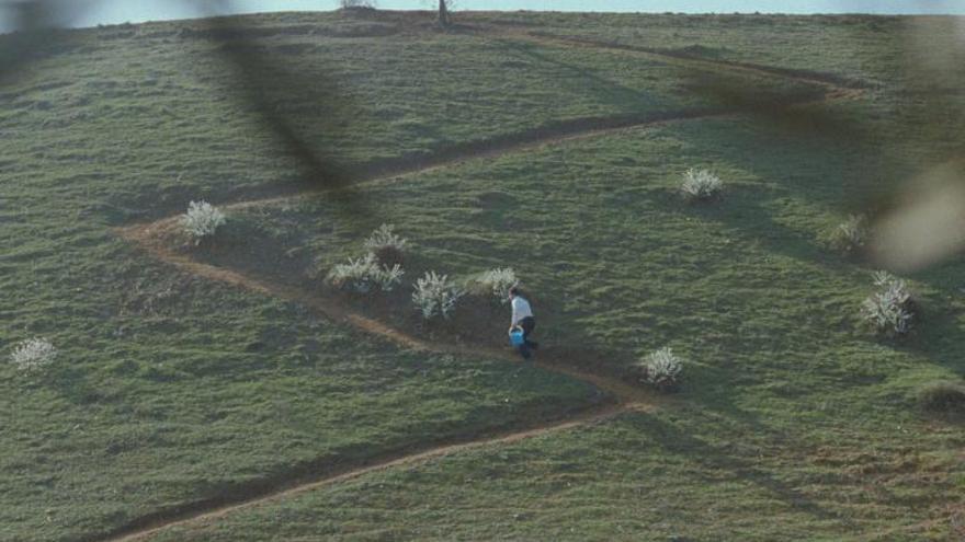 A través de los olivos