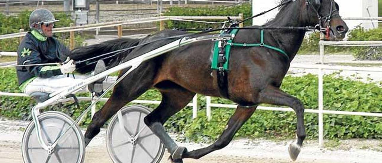 Calgary, con Mateu Riera ´Prim´, en las operaciones de preparación de una carrera en Son Pardo.