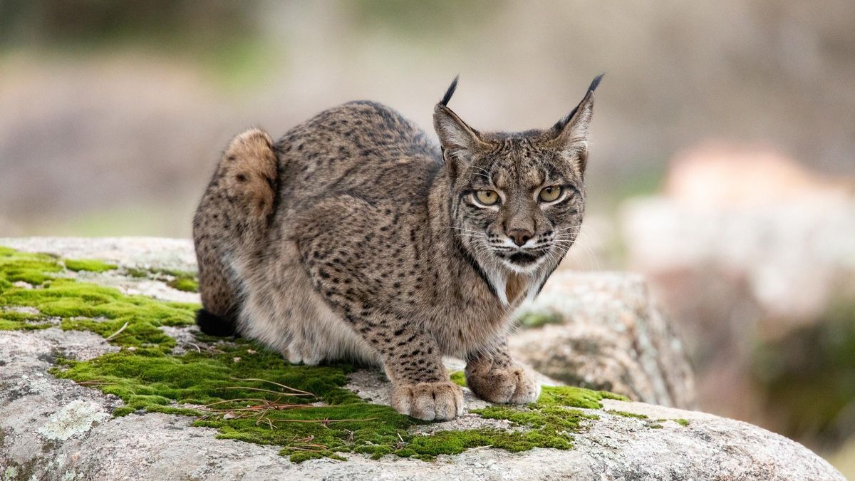 Imagen de archivo de un cachorro de lince.
