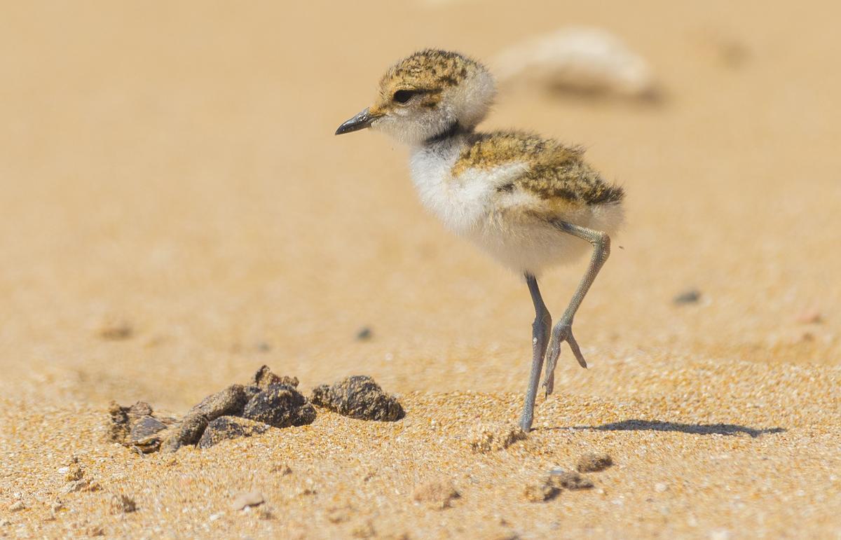 ÉXITO REPRODUCTIVO DEL CHORLITEJO PATINEGRO EN EL PARAJE NATURAL MUNICIPAL DEL MOLINO DEL AGUA DE TORREVIEJA 5.jpg
