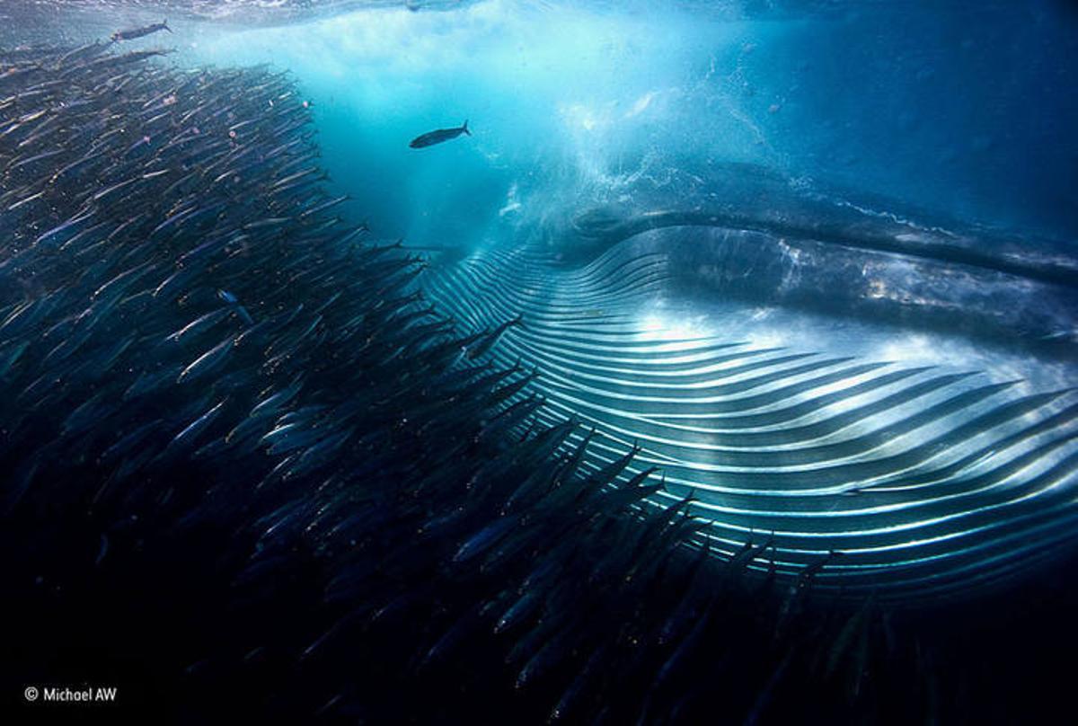 Las mejores fotos del concurso 'Wildlife Photographer of the Year'