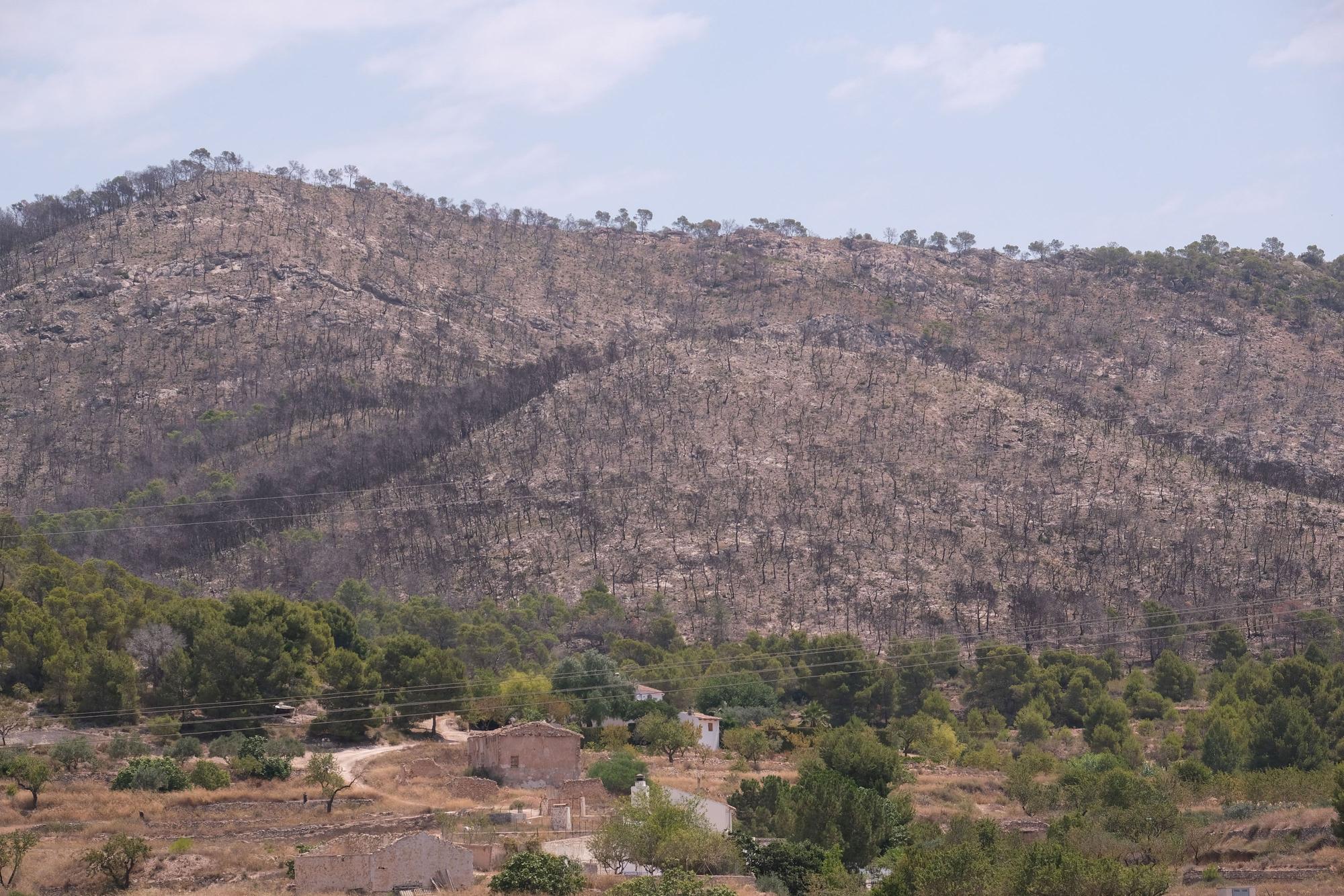 Un año después del incendio forestal en la sierra de la Zafra y Las Pedrizas de Monóvar la zona presenta un aspecto desolador