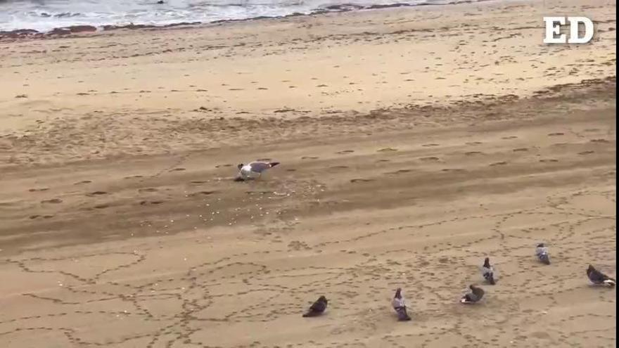 Una gaviota caza y come a una paloma en la playa