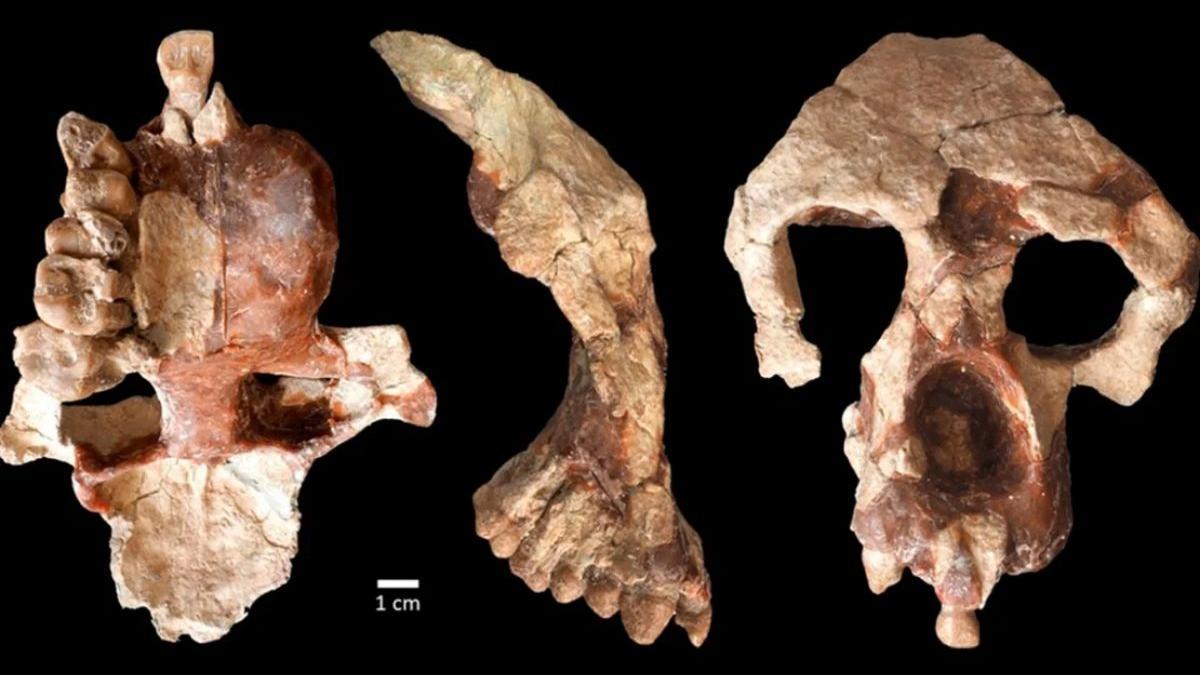 Restos fosilizados del cráneo de Anadoluvius turkae, que incluye la mayor parte de la estructura facial y la parte frontal de la caja del cerebro, hallados en Turquía.