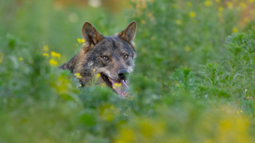 Barbacana, la huella del lobo