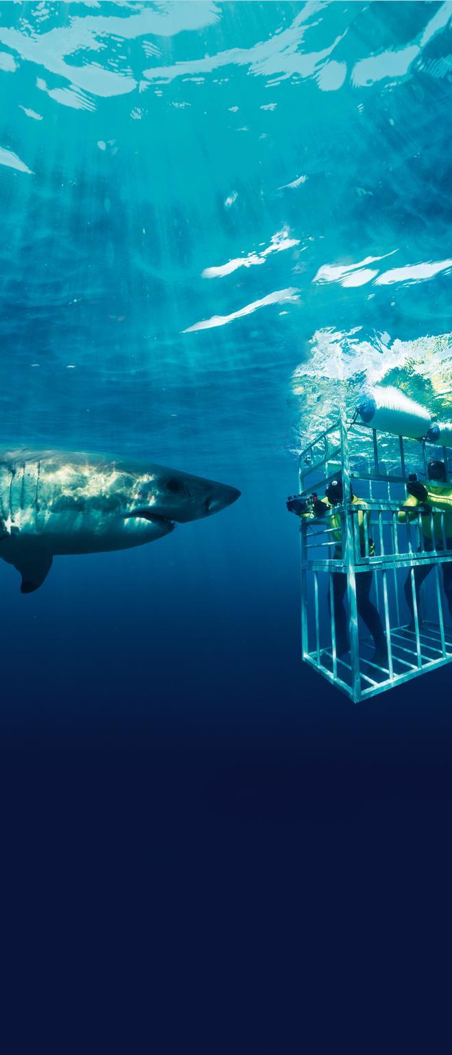 Expedición Sudáfrica jaula tiburones