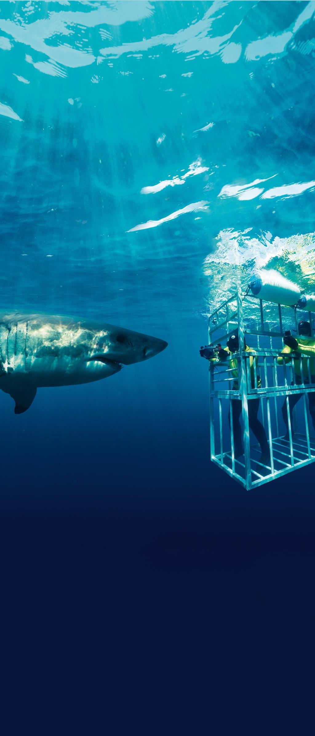 Inmersión en jaula entre tiburones.