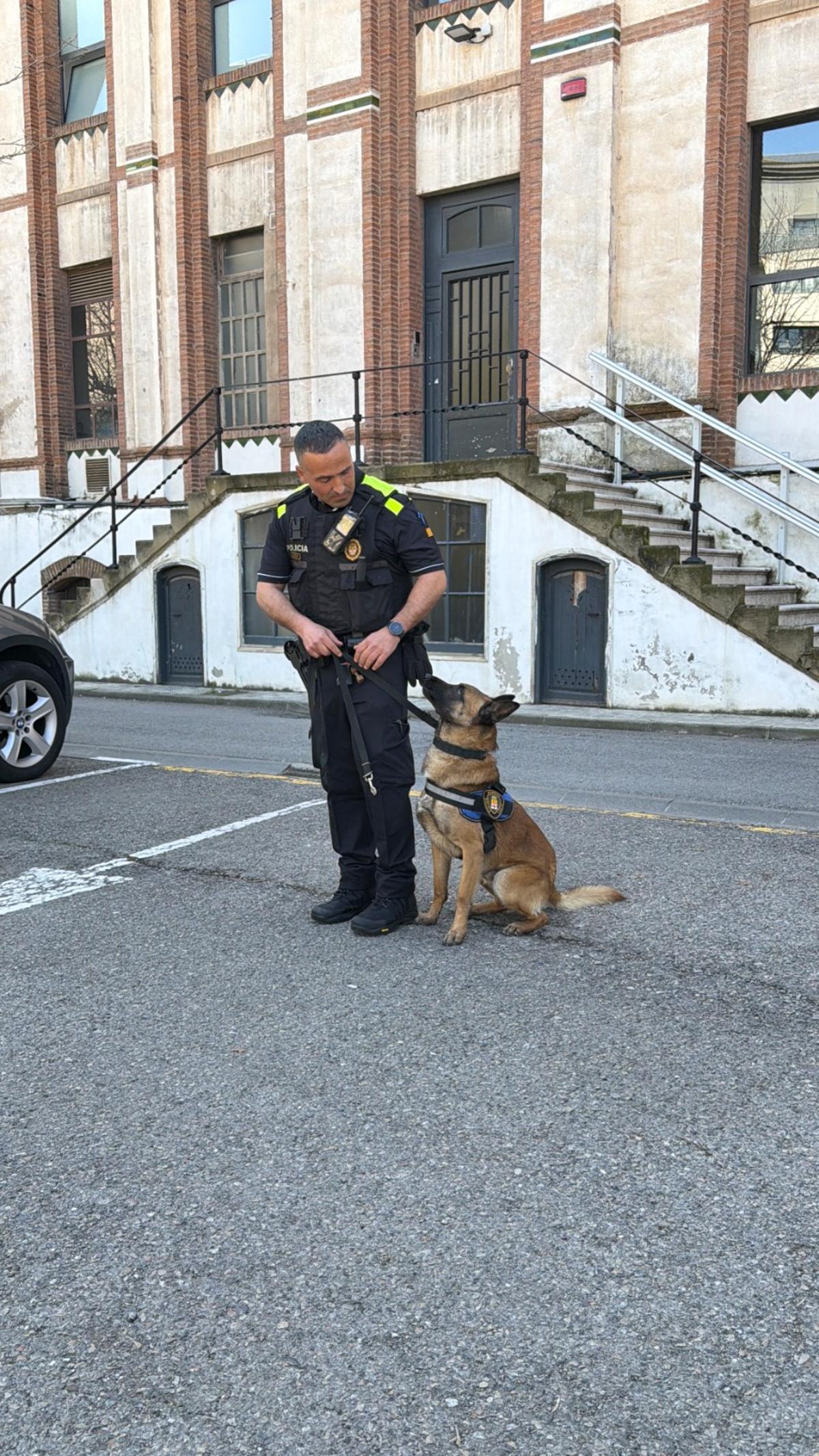 Així és el Soul, el nou agent caní de la Policia Local de Manresa