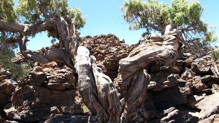 Buscan los ejemplares más antiguos de esta especie “emblemática” en el Teide