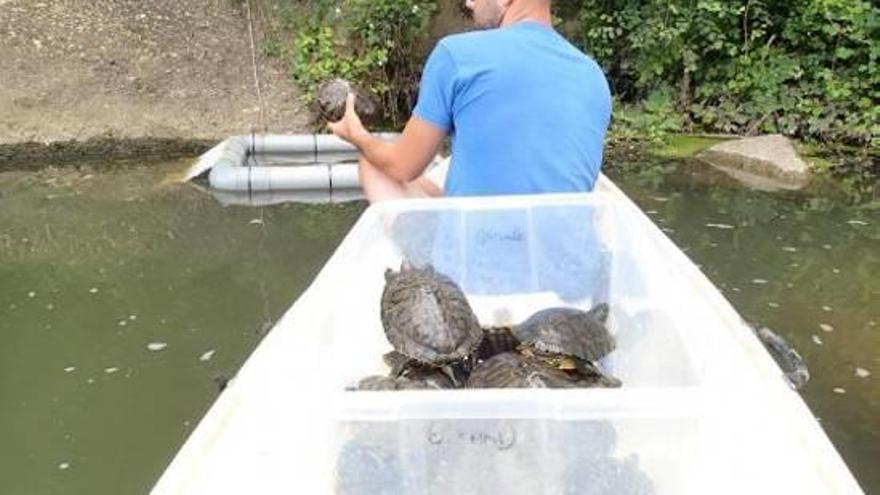 Un tècnic, manipulant una de les tortugues capturades dintre del programa.