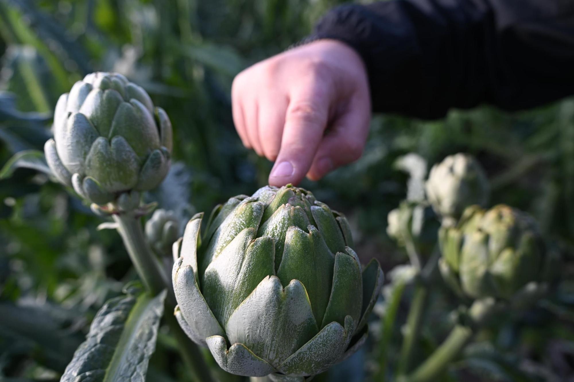 Así han amanecido muchos cultivos de la Vega Baja y el Camp d'Elx: bajo la escarcha