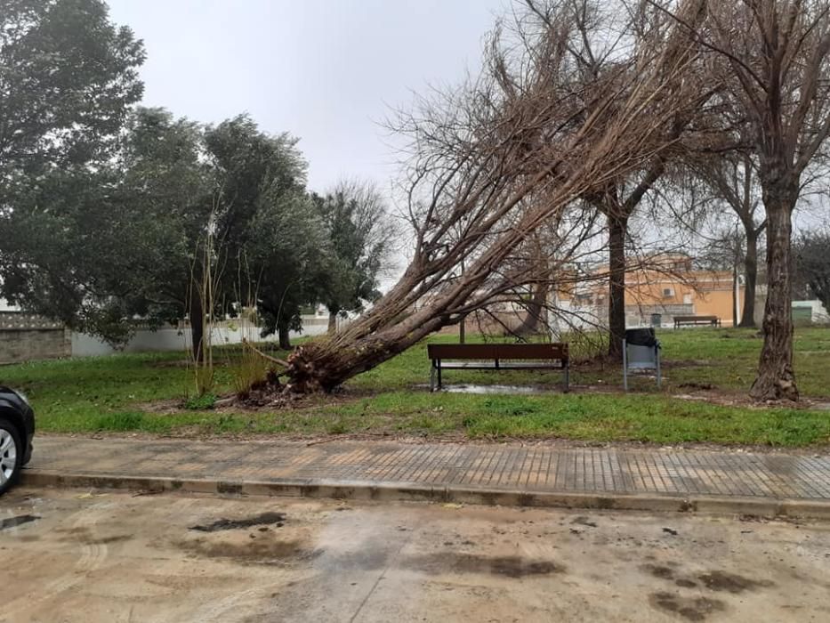 Efectos del temporal en la Safor