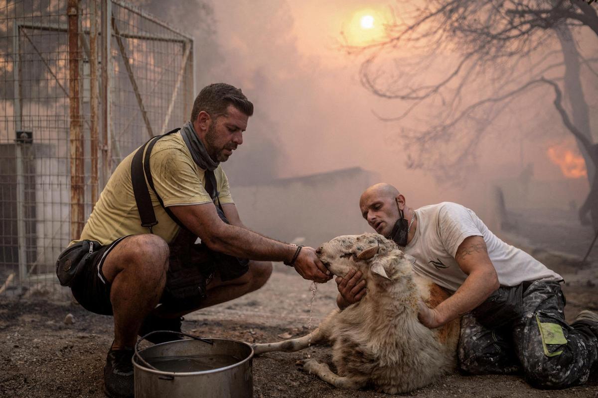 Voluntarios dan agua a una oveja salvada de una granja en llamas, mientras un incendio forestal arrasa el pueblo de Hasia, cerca de Atenas, Grecia, el 22 de agosto de 2023.