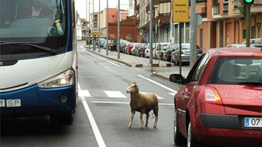 Una oveja desafía a los vehículos