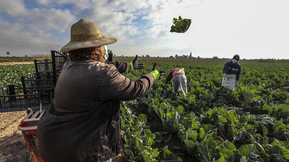 El Camp d’Elx es, junto a la Vega Baja, la principal zona productora de hortalizas de invierno de la provincia.