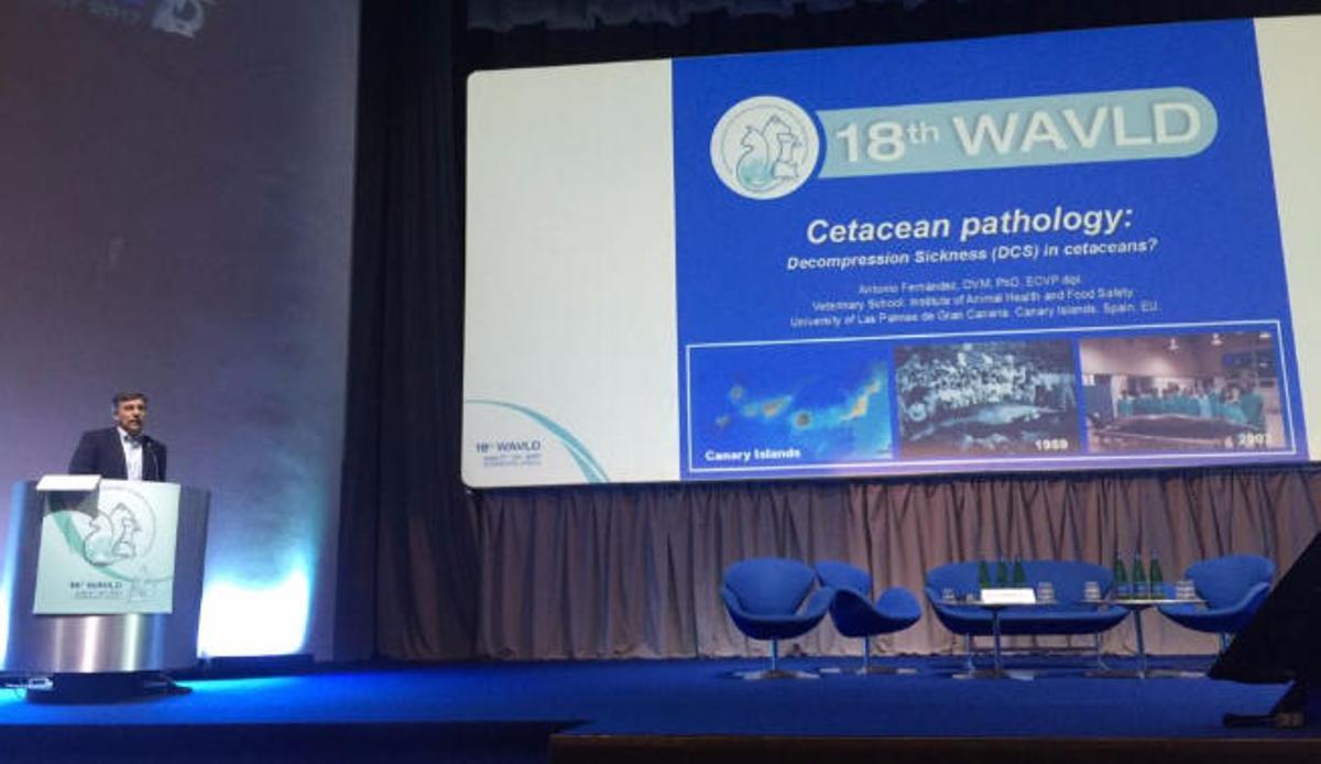 El catedrático de la ULPGC, Antonio Fernández, en la conferencia de clausura del Congreso mundial de veterinaria en Italia.