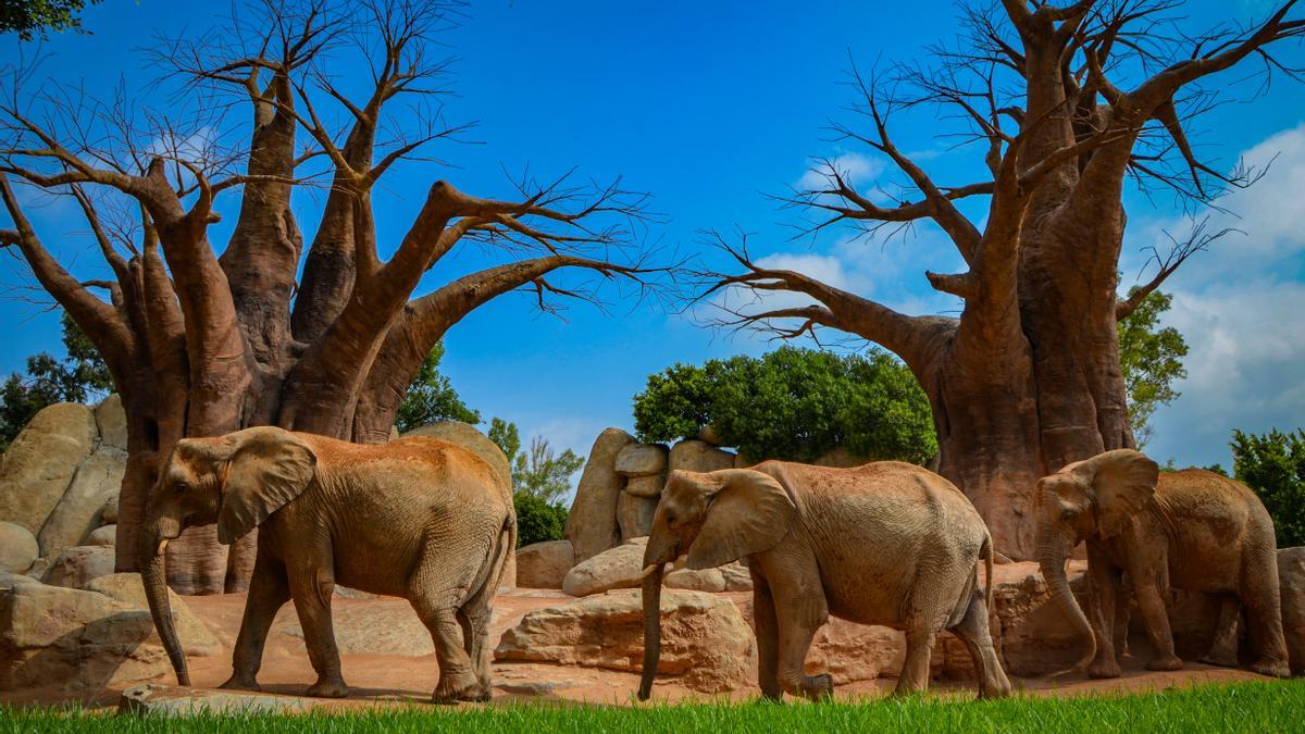 BIOPARC Valencia recrea la asombrosa sabana africana en la que viven los elefantes.