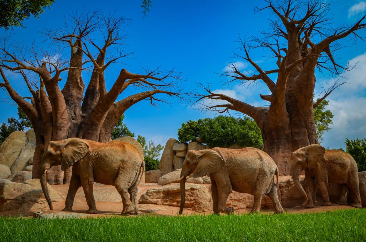 BIOPARC Valencia recrea la asombrosa sabana africana en la que viven los elefantes.