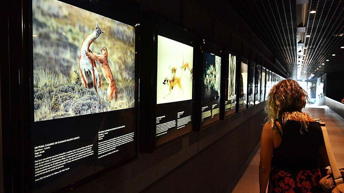 Las mejores fotos de naturaleza del año, en el Aquarium