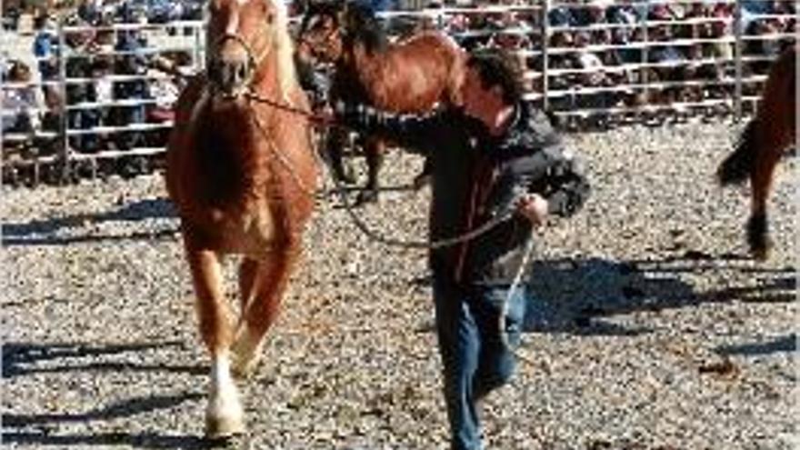 Vuitena competició del cavall pirinenc a Olot