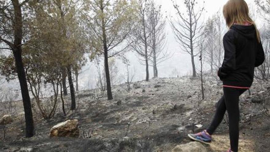 El Gobierno contratará a vecinos de las zonas afectadas por los incendios de Valencia para recuperar los bosques