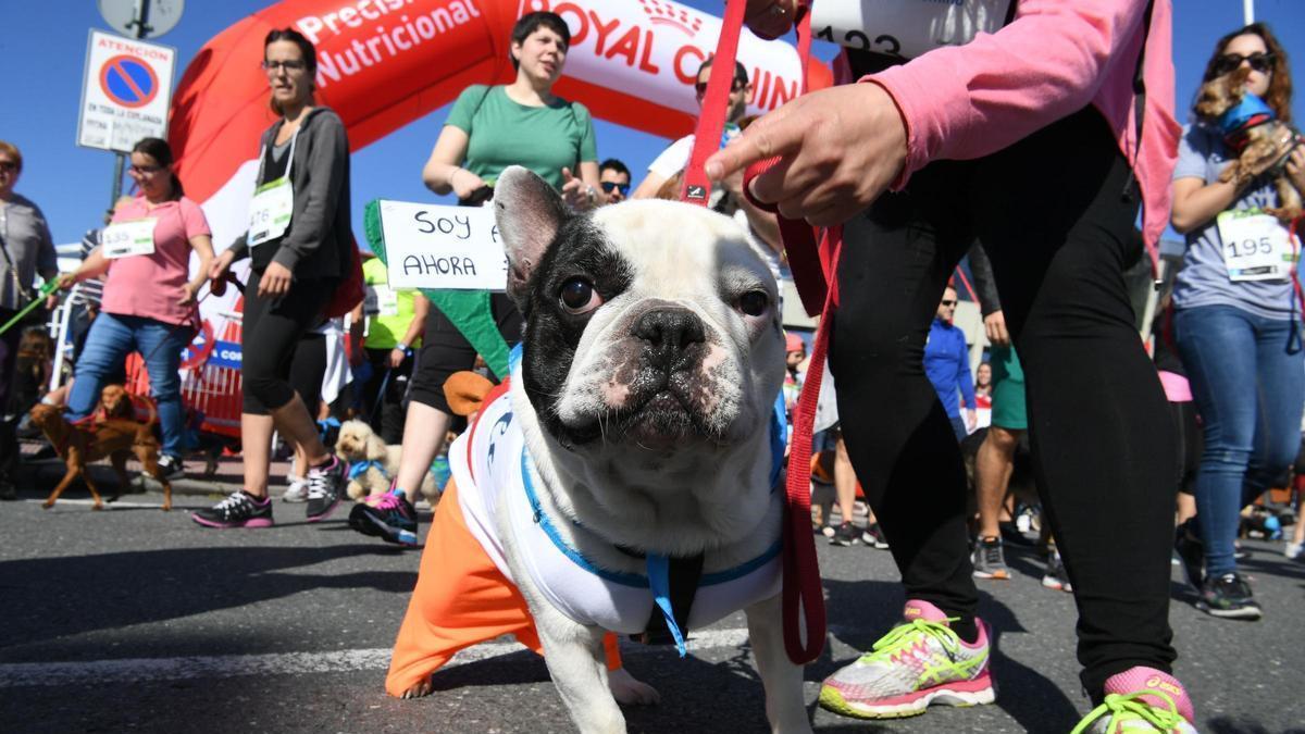 Mascota participante en un evento solidario de la asociación Cancoruña.