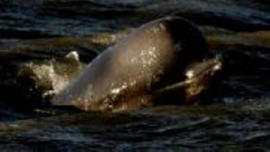 HALLADA UNA BALLENA EN EL RIO TAMESIS