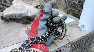 Invasión de serpientes en Mallorca: guía para identificar las autóctonas de las invasoras