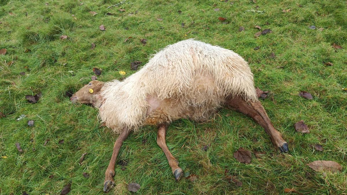 Una de las ovejas muertas por un ataque del lobo en Caravia.