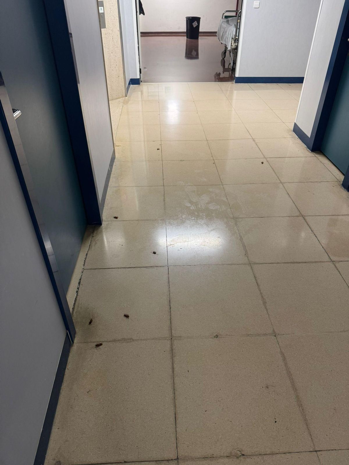 Cucarachas en el hospital de Plasencia.