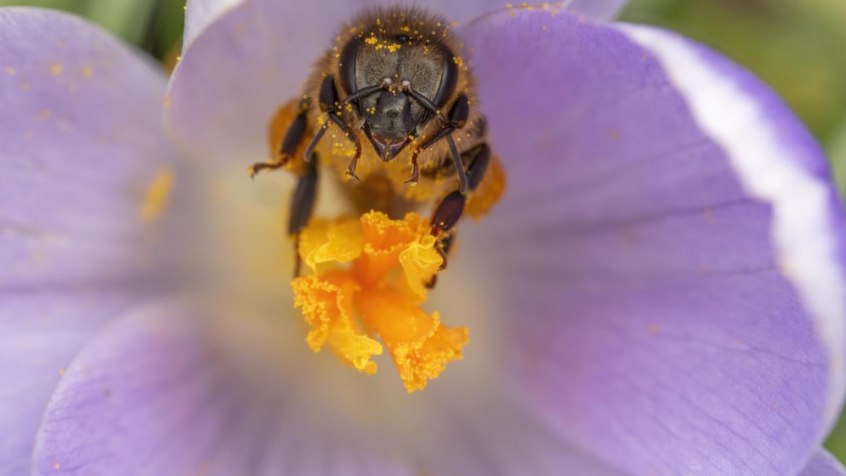 Amor de abeja, el más importante para sobrevivir