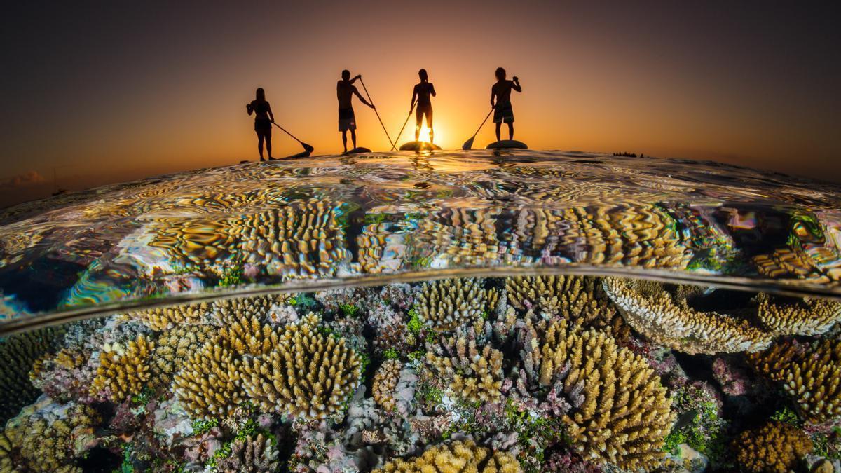 Paddle surfistas sobre un arrecife de coral.