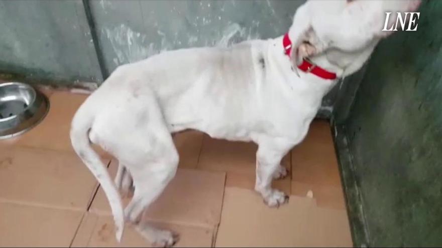 La triste historia de "Duque", el perro hallado junto a otro can muerto en Oviedo
