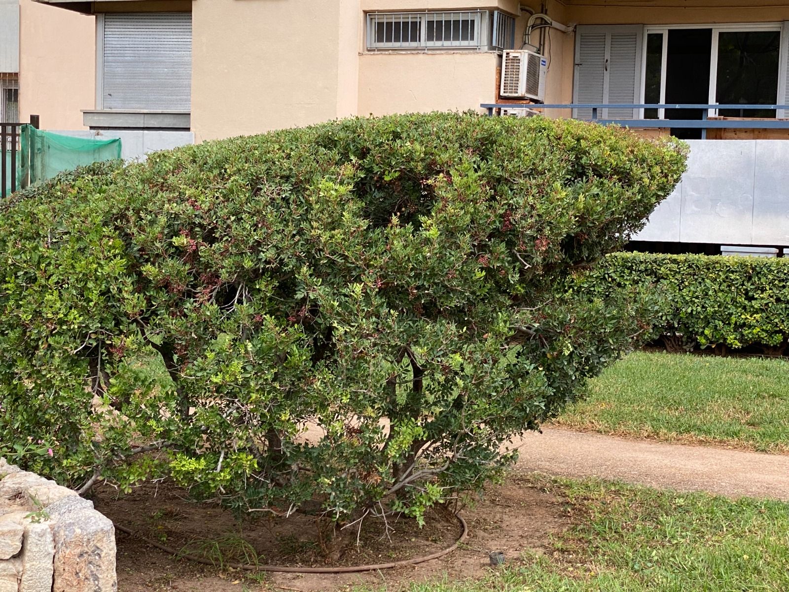 Las imágenes del jardín de los dragones de Nou Llevant