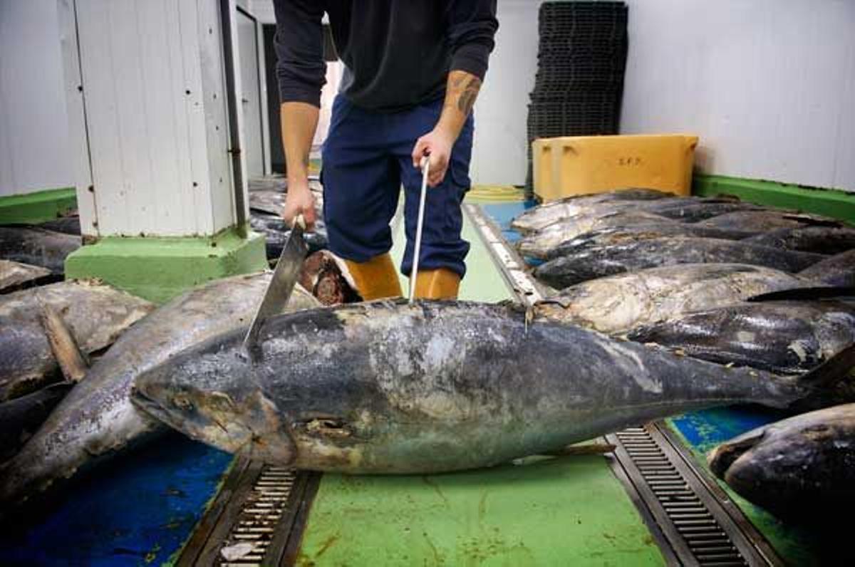 El puerto de Isla Cristina es muy activo, con muchos restaurantes que se alternan con lonjas y despachos ofreciendo las capturas recién  pescadas.