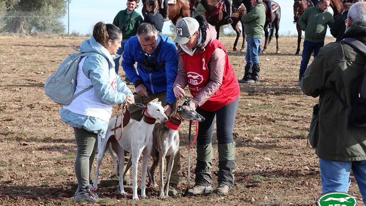 Dos galgos entran en trailla