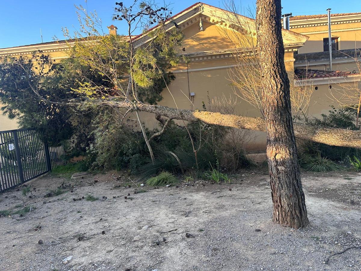 Un arbre caigut en una escola