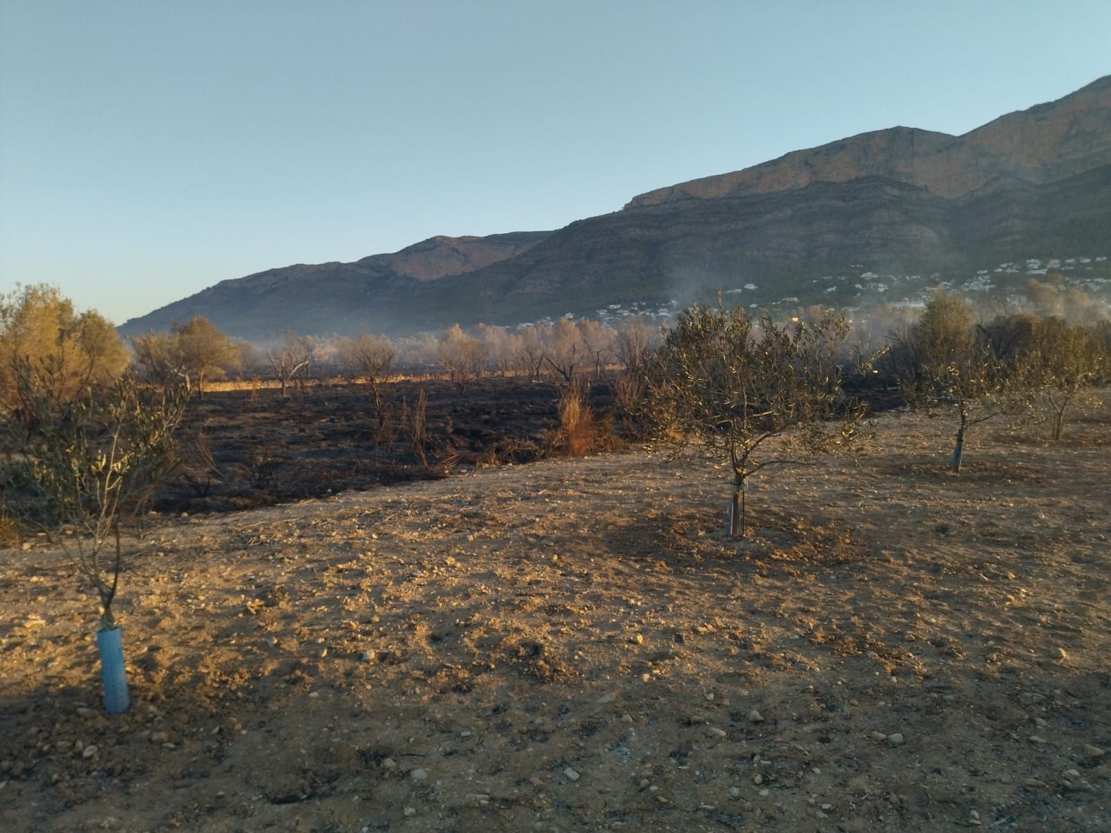 El valle agrícola del Montgó, reducido a cenizas (imágenes)
