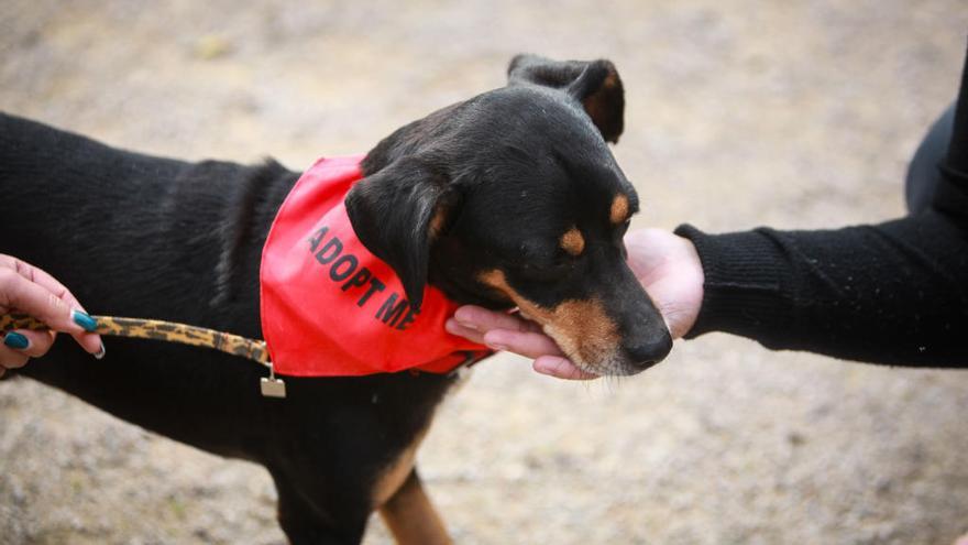 Nace en Mallorca la web de adopción de animales &quot;más completa de España&quot;