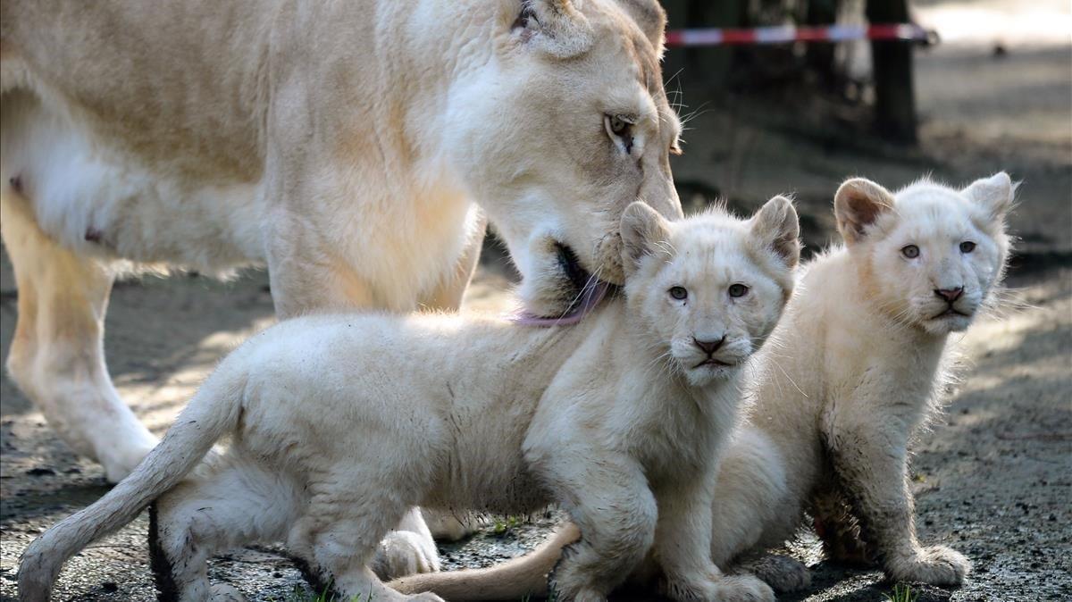 Nikita una leona blanca de 12 años, fotografiada junto a sus dos hijos de cuatro meses en el zoo de La Fleche en Francia