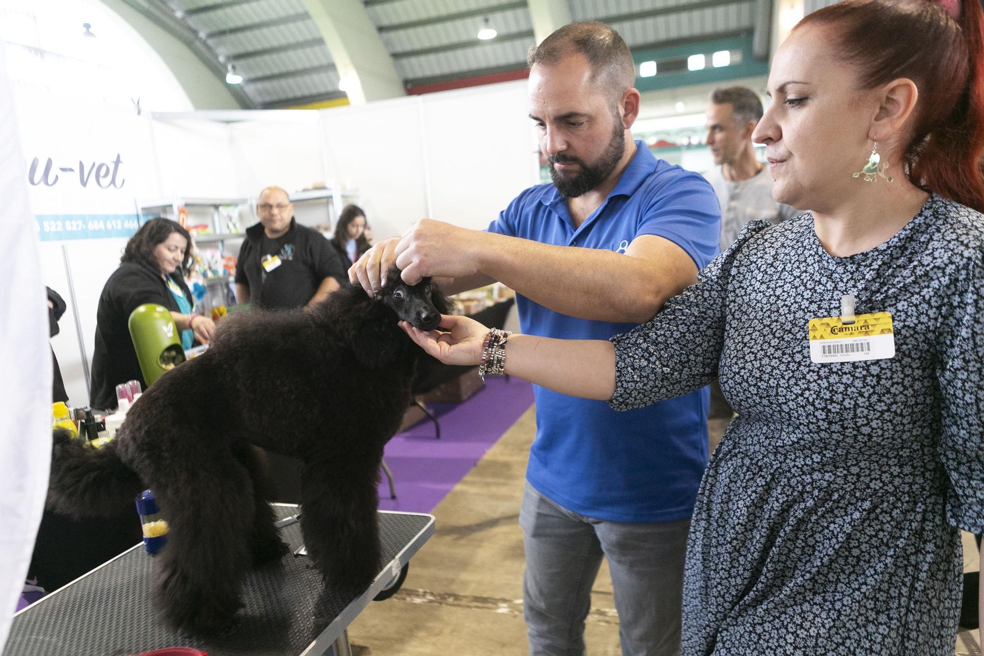 Inauguración del salón asturiano de las mascota.