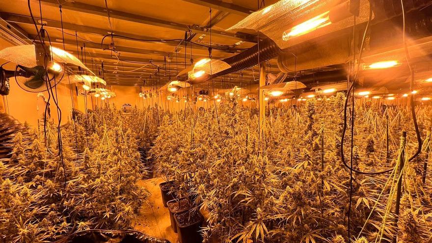 Descobreixen més plantacions de marihuana al polígon La Valldan de Berga