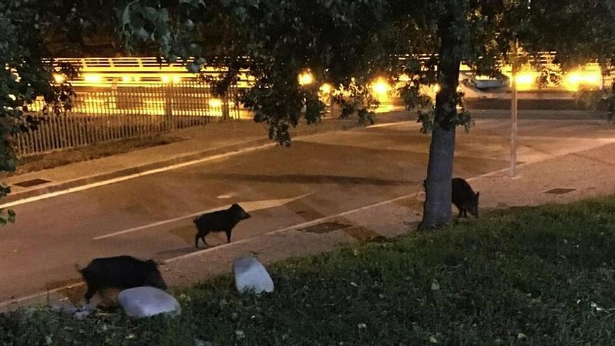 Uns nous «veïns» s&#039;instal·len al barri de Pedret de Girona