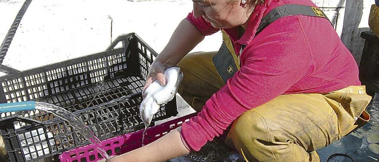 Una pescadora de Alcúdia limpiando sepias tras la jornada.