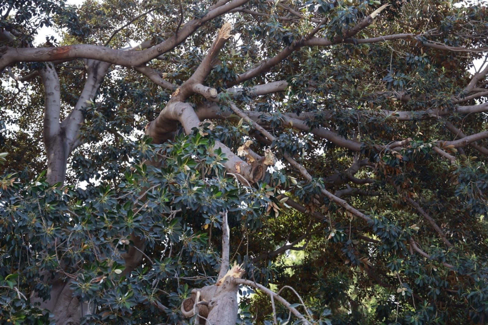 Se desploma parte de uno de los ficus centenarios del Parterre