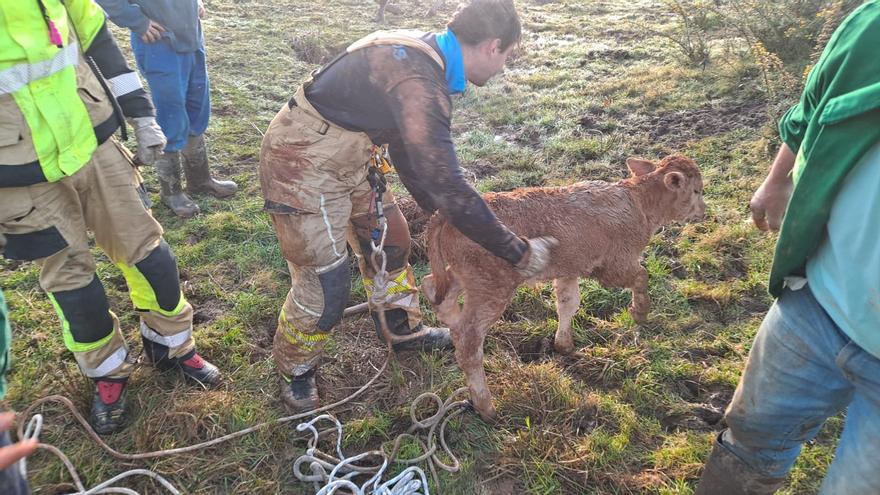 El rescate más tierno de los Bomberos de Oviedo: salvan a un ternero &quot;que se había tragado la tierra&quot;