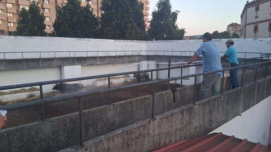 Los primeros toros de Begoña ya están en El Bibio: ocho reses de La Quinta aguardan en los corrales para abrir la feria taurina de Gijón este jueves