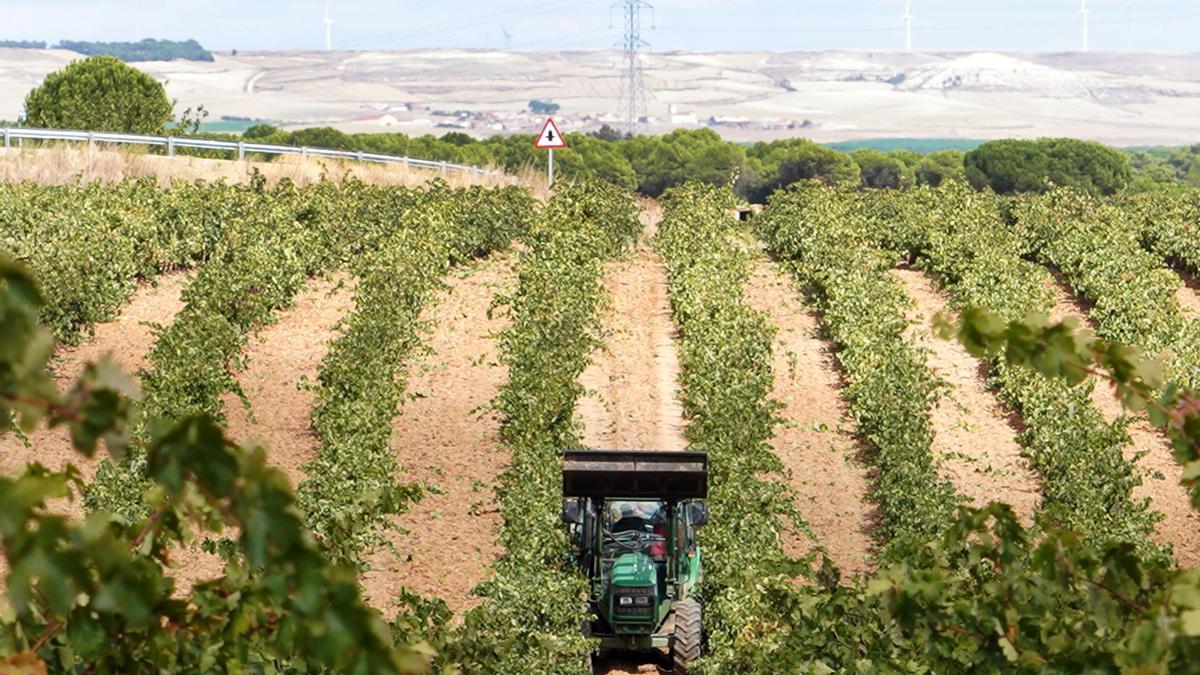 Vendimia en Rueda, Valladolid, el año pasado