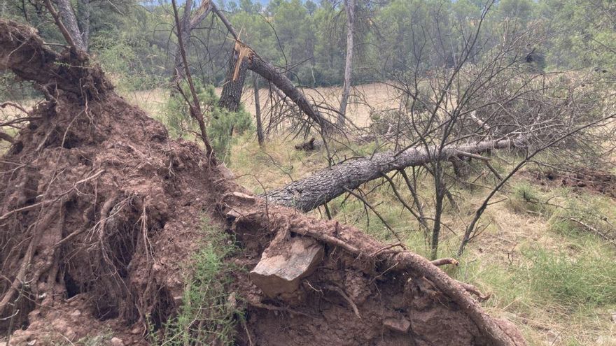 Les destrosses de l&#039;esclafit del Bages