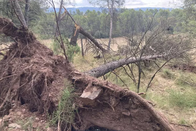 Les destrosses de l'esclafit del Bages